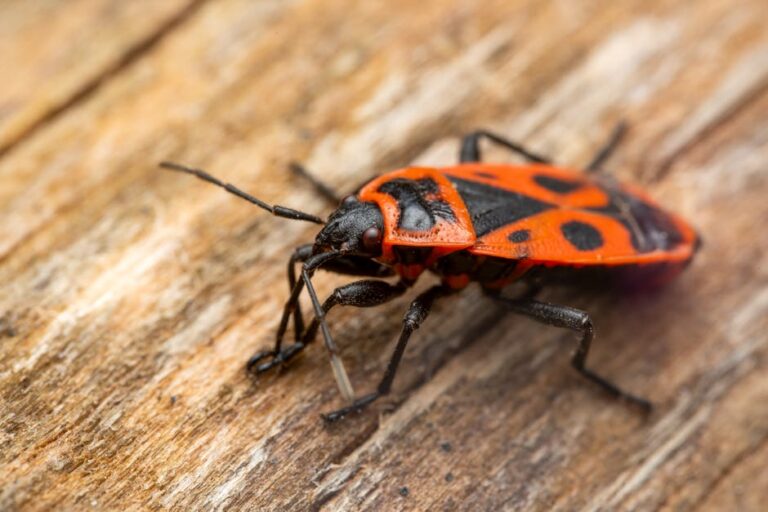Effective Strategies for Bedbug Extermination