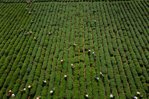 organic agricultural supplies