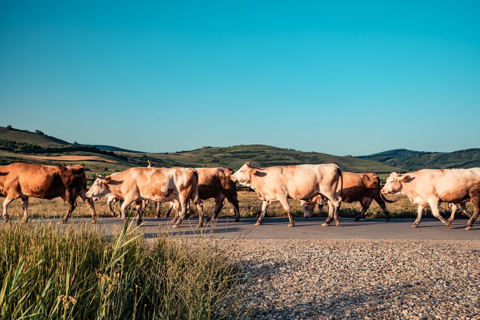 supplier of livestock feed