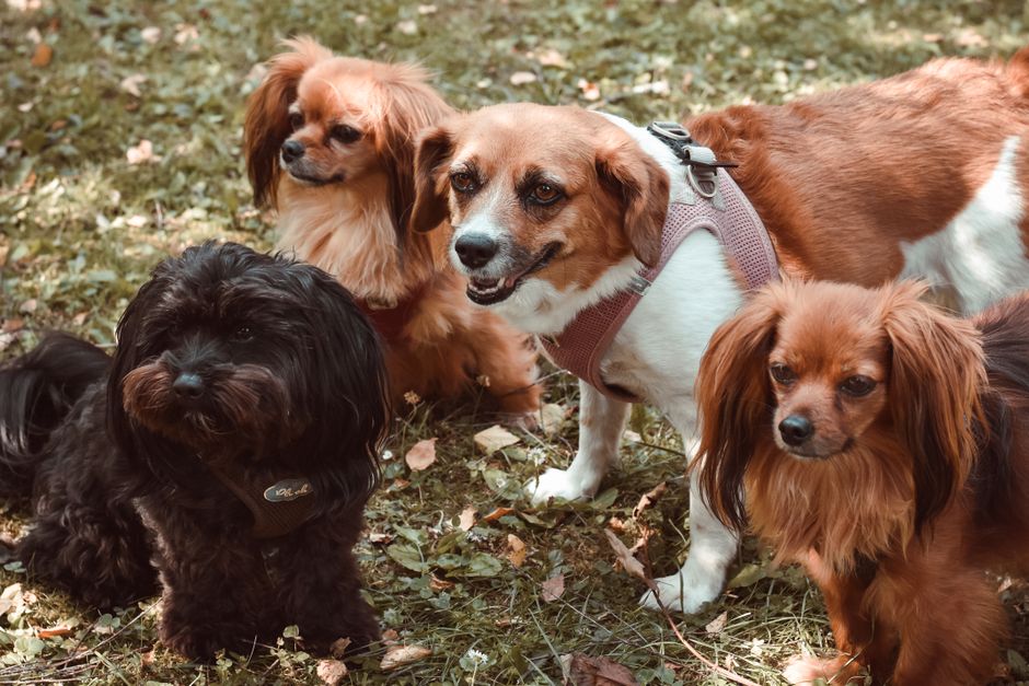 犬のしつけ教室
