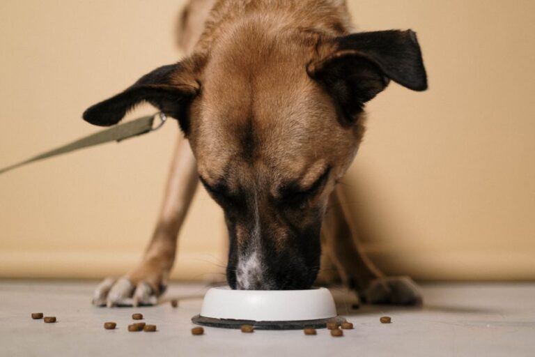 The Rise of Raw Dog Food Delivery Services