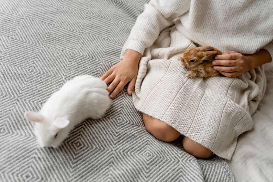 seguro para mascotas
