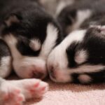 criador cachorros cerca