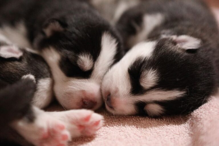 Guía completa para encontrar un criador de cachorros cerca de ti