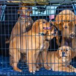 criador cachorros cerca