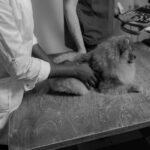clínica veterinaria reserva