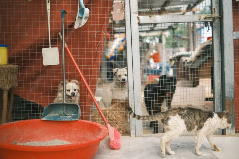犬の保育園がもたらす幸せな生活